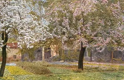 Fine art postcard painting bloomed tree and garden