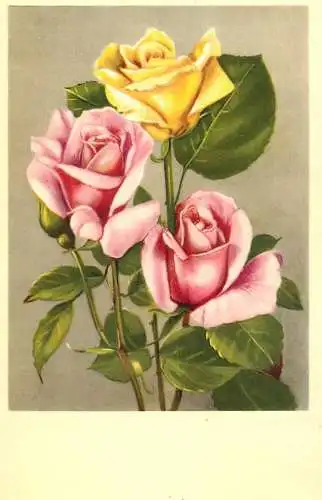 Flower postcard Belgium roses