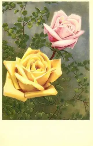 Flower postcard Belgium roses