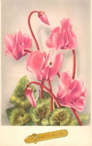 Flower postcard shamrock anniversaire pink flower