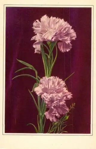 Flower postcard pink flower bouquet