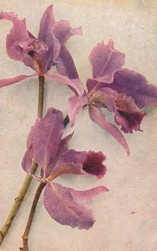 Flower postcard Farben aufnahme direkt nach der Natur
