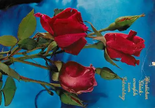 Postcard flower roses