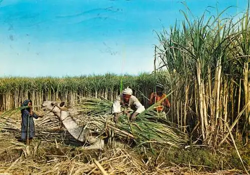 Egypt agriculture sugar cane harvest