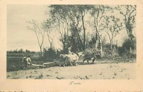 Postcard agriculture scene plowing scene