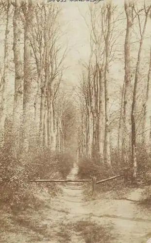 Postcard photo of a forest landscape