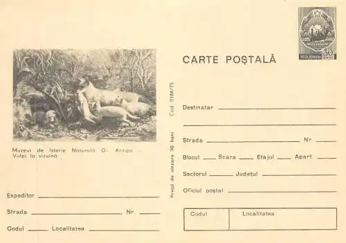 Romania carte postala muzeul de istorie naturala G. Antipa vulpi la vizuina