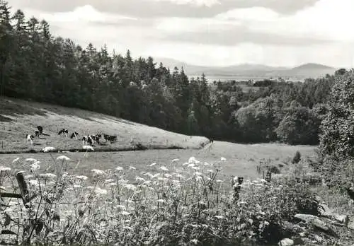 Germany Herrnhut Lausitzer Bergland cows on alpine meadow