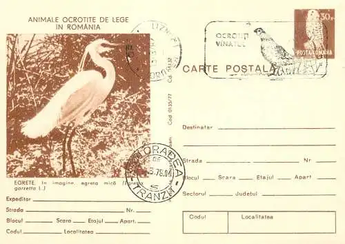 Romania stationery postcard animale ocrotite de lege egreta mica egretta garzetta