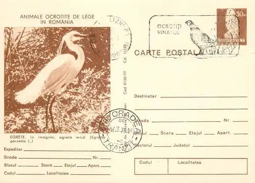 Romania stationery postcard animale ocrotite de lege egreta mica egretta garzetta