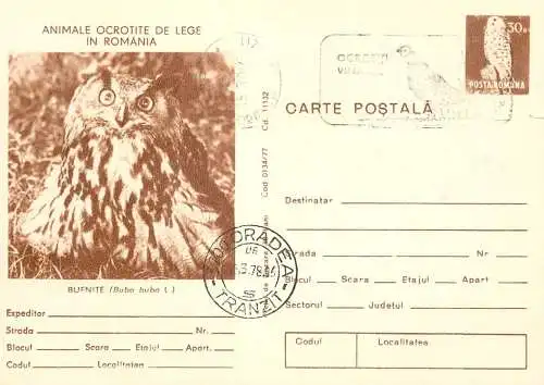 Romania stationery postcard animale ocrotite de lege bufnita bubo buba