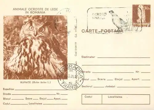 Romania stationery postcard animale ocrotite de lege bufnita bubo buba