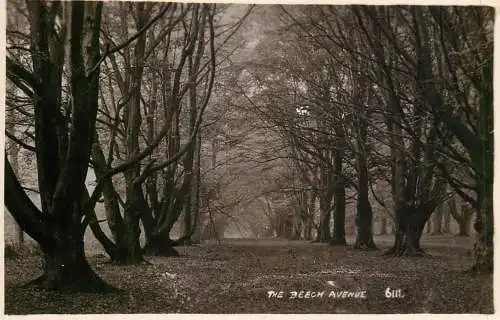 United Kingdom England place to identify beech forest scene