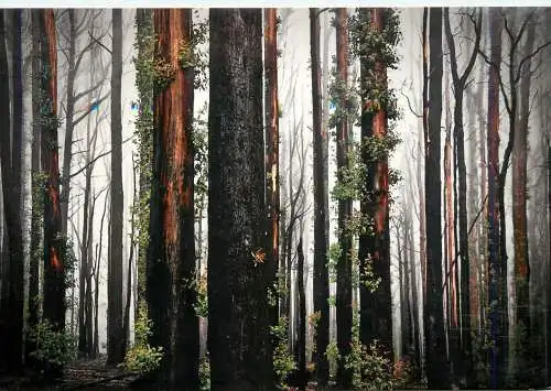 Advertising postcard avantcard forest regeneration