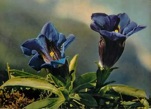 Flowers Gentiana Clusii Flora Postcard