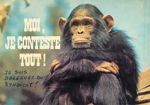 Funny animals monkey "moi, je conteste tout"