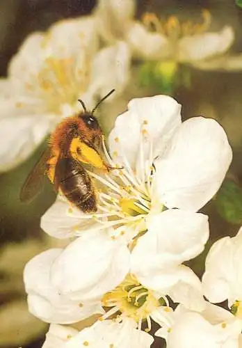 Insects types and scenes bee pollinating