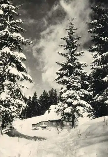 Winter Holidays greetings forest winter scenery
