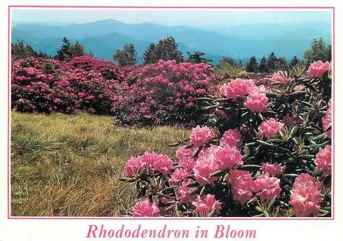 USA North Carolina Rhododendron in bloom