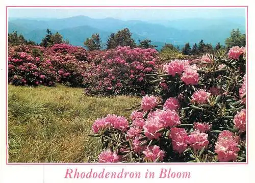 USA North Carolina Rhododendron in bloom