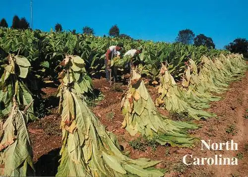 USA North Carolina tobacco fields