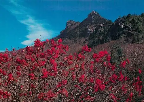USA Linville NC Grandfather Mountain  - mountain ash berries