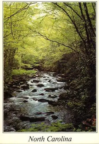 USA North Carolina picturesque natural landscape forest and water stream