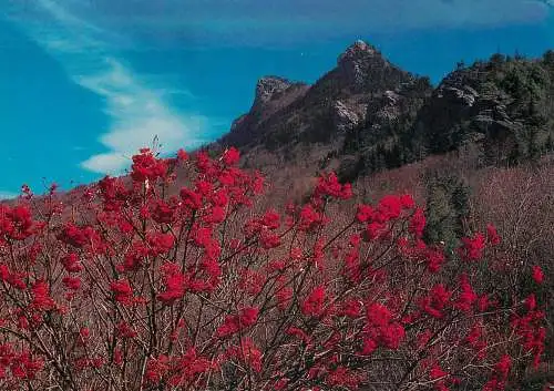 USA Linville NC Grandfather Mountains ash berries