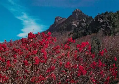 USA Linville NC Grandfather Mountain ash berries