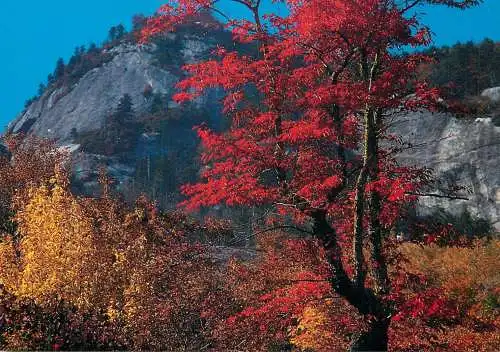 USA Linville NC Grandfather Mountain autumn colours