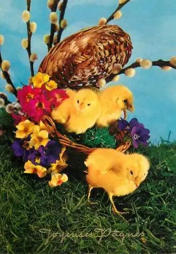 Easter greetings chicken