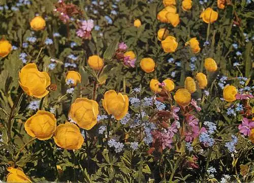 Alpine Flora Globe flowers