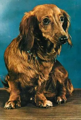 Teckel dog breed picture
