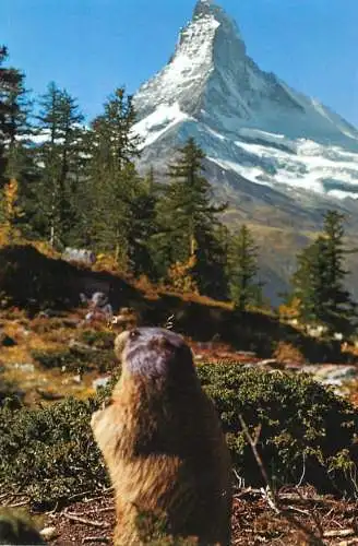Switzerland Zermatt marmotte