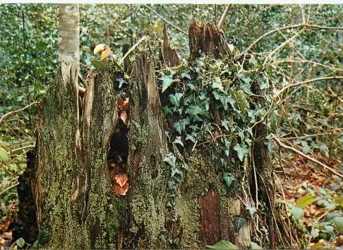 Italy Umbrian state forest Falascone natural reserve tasso stump