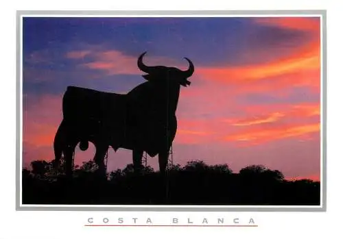Spain Costa Blanca bull