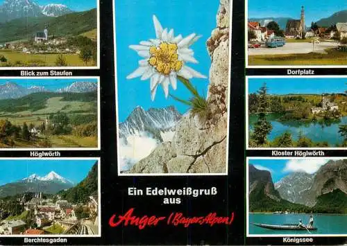 Germany Anger Bayer Alpen Ein Edelweisgrub