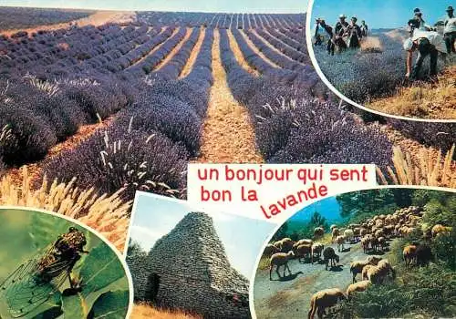 France Gard Anduze lavande field