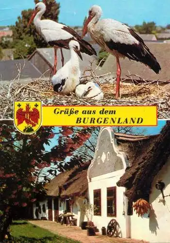 Austria Burgenland storcks
