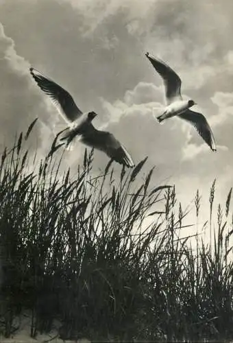 Germany Greetings from the Baltic Sea seagulls