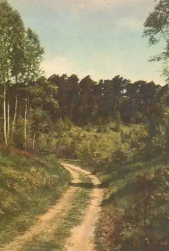 Germany forest scene by H.J. Hetsch