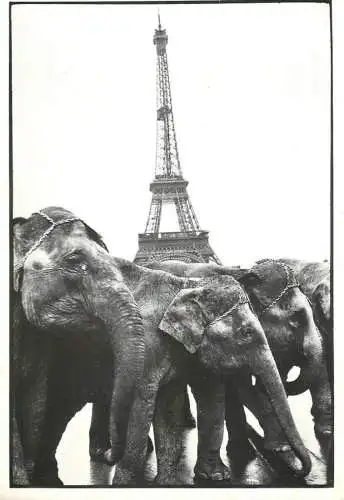 France Paris 1979 Guy Le Querrec Magnum Elephants at Eiffel Tower