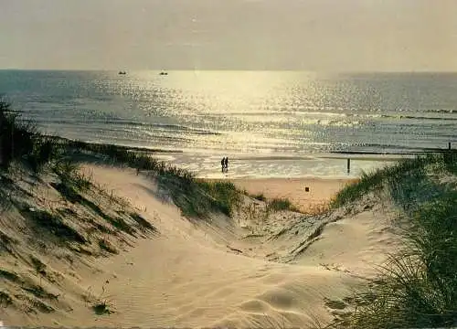 Belgium Zee Strand bos Duin beach view