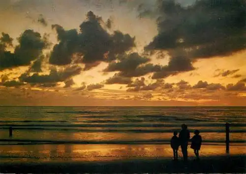 Belgium Zee Strand bos Duin