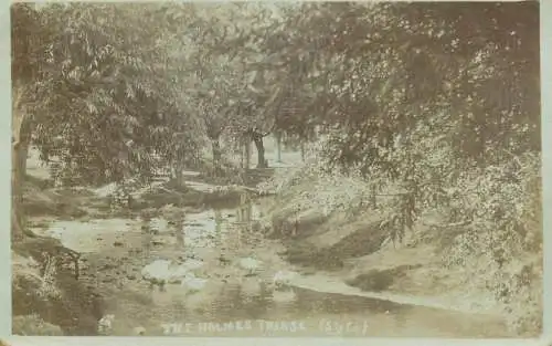 Newcastle-on-Tyne the holmes pond ducks 1906