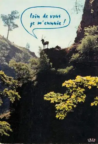 France Vosges la faune de l'Est Le cerf 1974