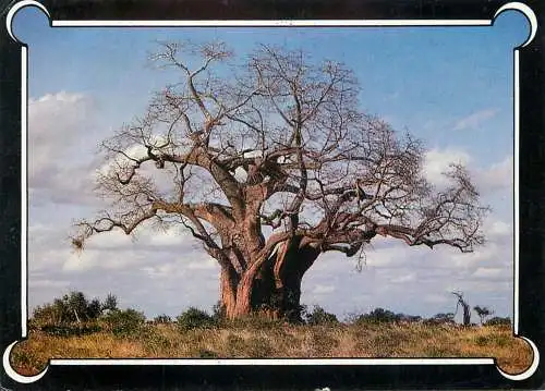 Kenya Baobab tree Mombasa