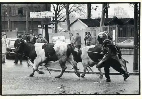 France Paris Francolon J.C. Gamma cows on the streets of Paris
