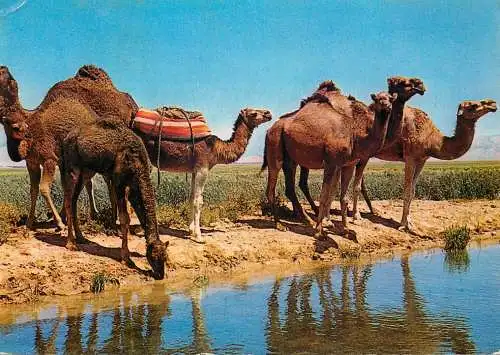Algeria oasis ethnic bedouins camels dromadaires 1975