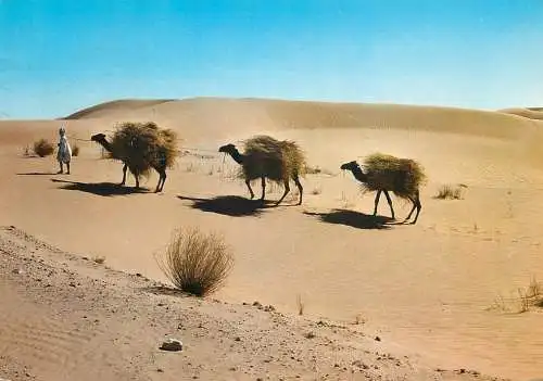 Algeria caravan camel bedouin ethnic traditions 1976